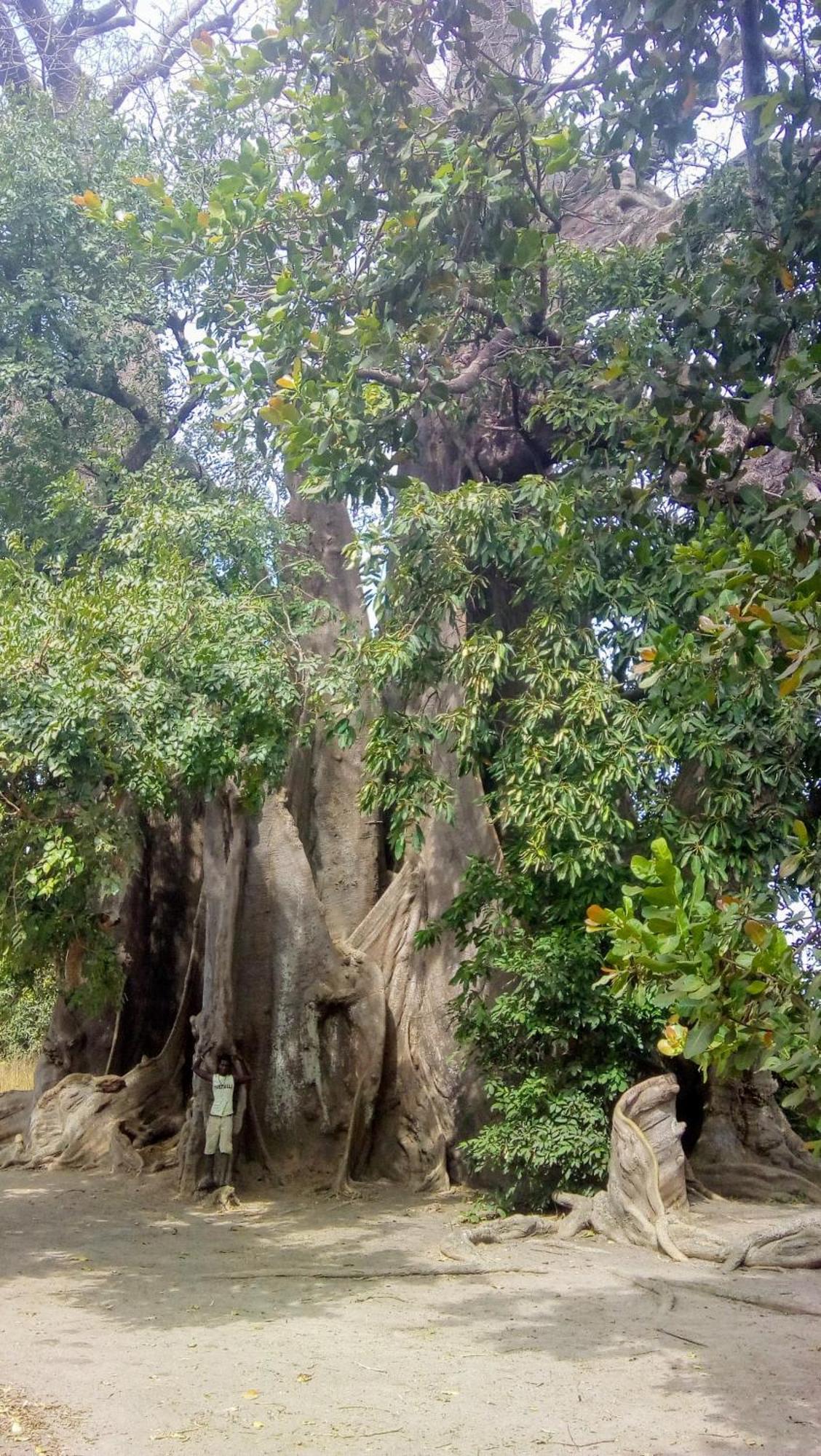 Chez Bethy & Baboulaye Jungle Et Ocean Villa Abémé Buitenkant foto